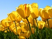 Tulips_6.jpg
